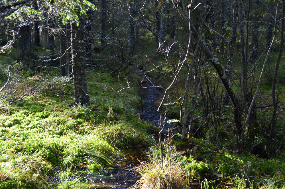 Bild från skogen