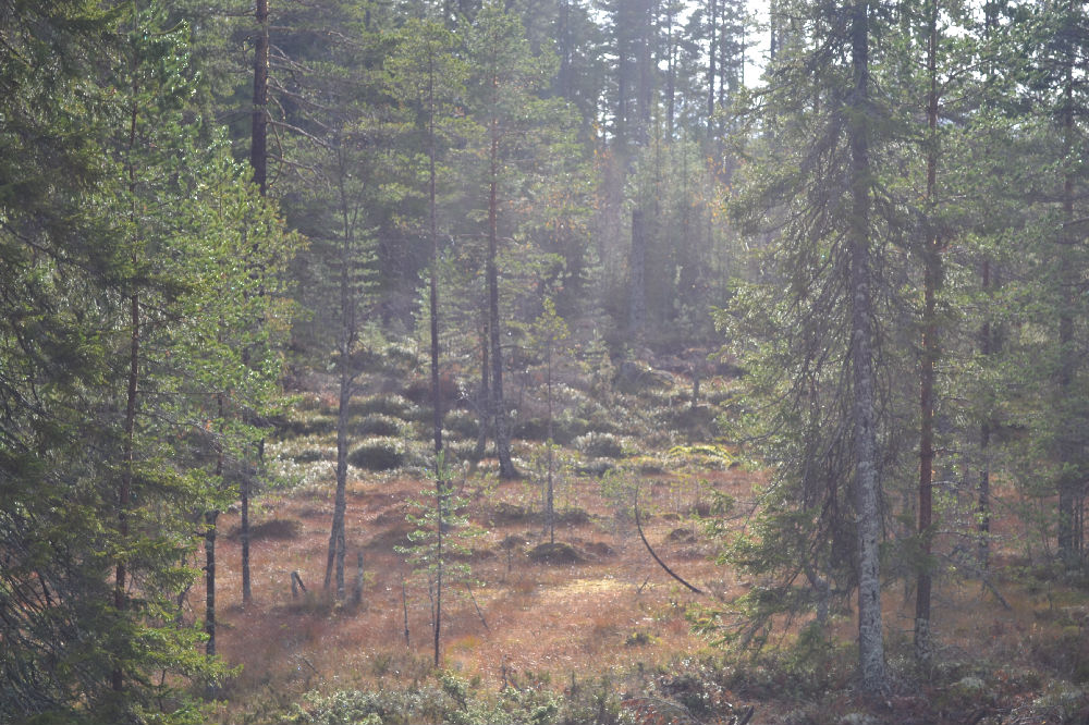 Bild från skogen